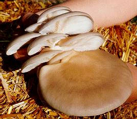 Bouquet of exquisite Florida Oyster Mushrooms